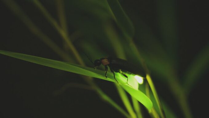 From Ubud: Evening Firefly Tour in Taro Village - Traditional Village Exploration