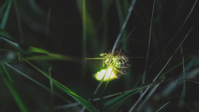 From Ubud: Evening Firefly Tour in Taro Village - Firefly Viewing and Dinner