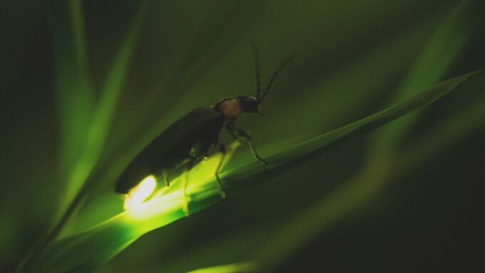 From Ubud: Evening Firefly Tour in Taro Village - Frequently Asked Questions