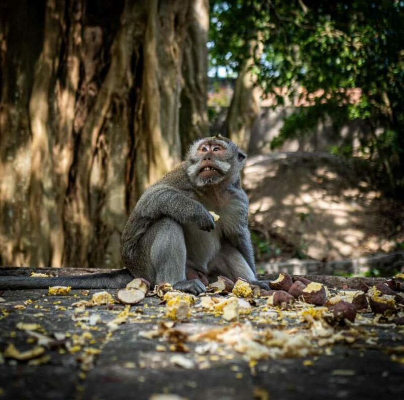 From Ubud: Rice Terrace, Monkey Forest & Waterfall Tour - Key Points