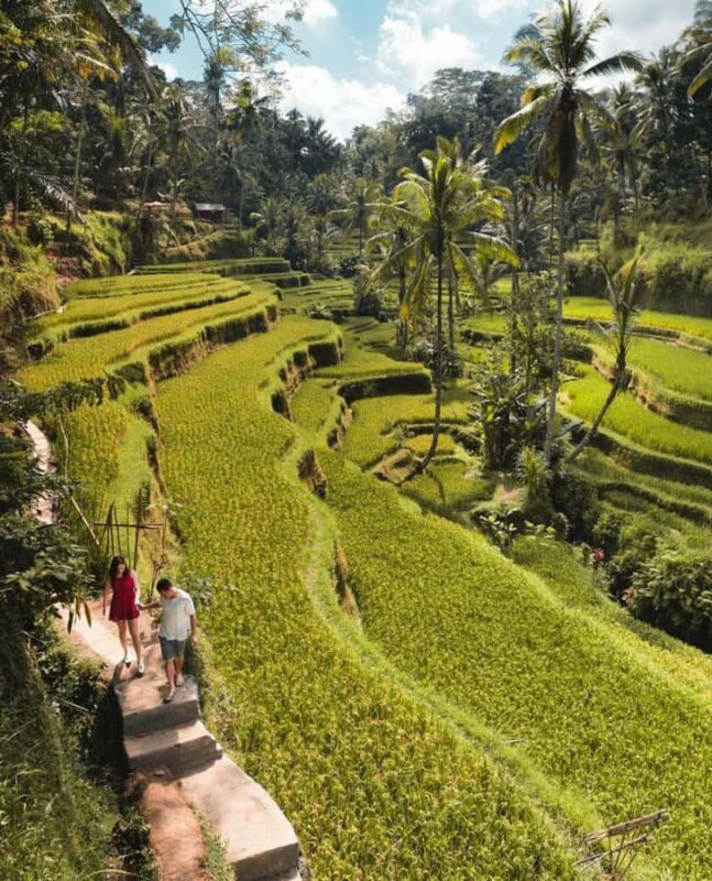 From Ubud: Rice Terrace, Monkey Forest & Waterfall Tour - A Detailed Look at the Itinerary