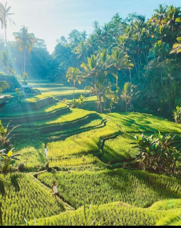 From Ubud: Rice Terrace, Monkey Forest & Waterfall Tour - Practical Aspects and Tips