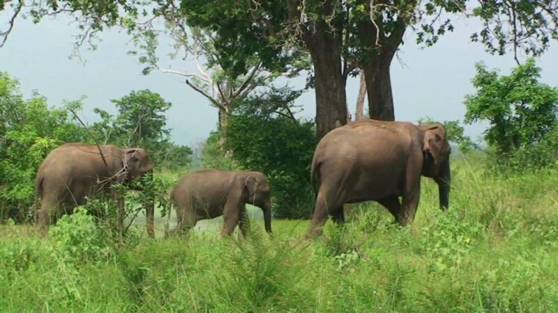 From Udawalawe :-National Park Thrilling Full-Day Safari - Key Points