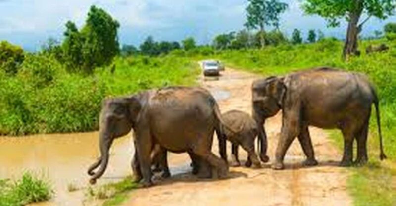 From Udawalawe :-National Park Thrilling Full-Day Safari - Pricing and Savings