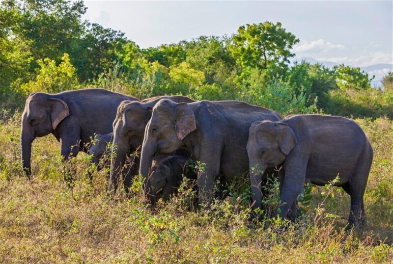 From Udawalawe :-National Park Thrilling Full-Day Safari - Safari Experience