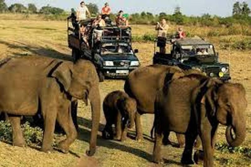 From Udawalawe :-National Park Thrilling Half-Day Safari - Pricing and Booking Options