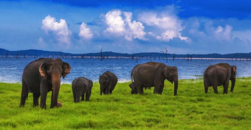 From Udawalawe :-National Park Thrilling Half-Day Safari - Pickup and Drop-off Locations
