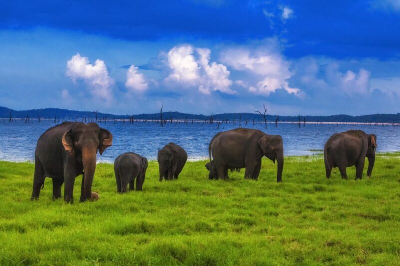 From Udawalawe :-National Park Thrilling Half-Day Safari - Udawalawe National Park Highlights