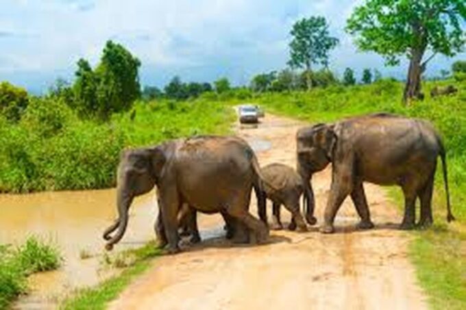 From Udawalawe :-National Park Thrilling Half-Day Safari - Visitor Guidelines and Recommendations