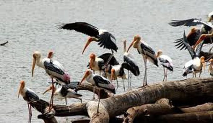 From Udawalawe :-National Park Thrilling Half-Day Safari - Customer Reviews and Ratings