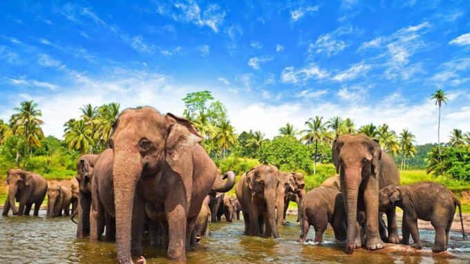 From Udawalawe :-National Park Thrilling Half-Day Safari - Frequently Asked Questions