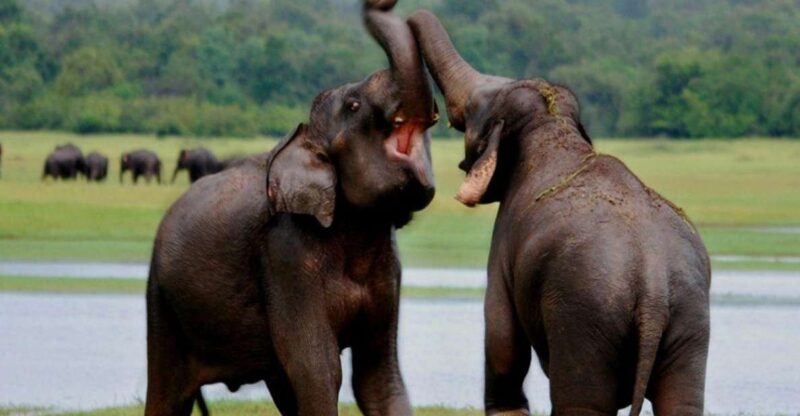 From Udawalawe: Safari at Udawalawe National Park - Wildlife and Natural Habitats