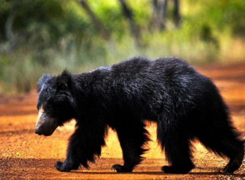 From Udawalawe: Safari at Udawalawe National Park - Safari Booking and Payment Options