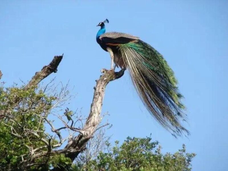 From Udawalawe: Safari at Udawalawe National Park - Recap