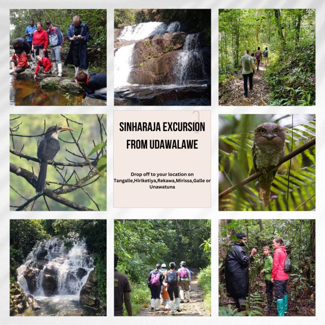 From Udawalawe:Sinharaja Rain Forest Private Day Tour - Itinerary Details
