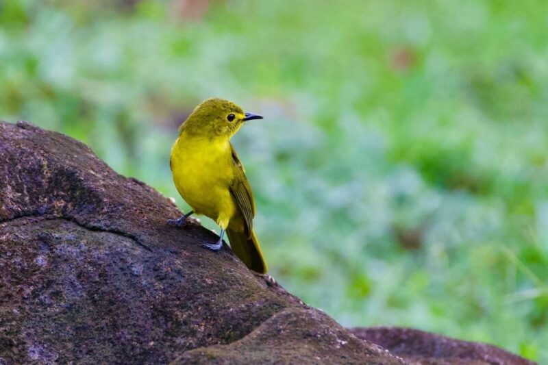 From Udawalawe:Sinharaja Rain Forest Private Day Tour - Included in the Tour