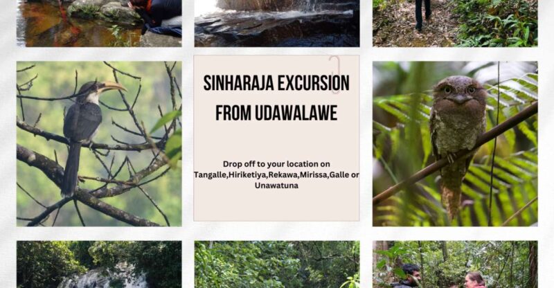 From Udawalawe:Sinharaja Rain Forest Private Day Tour - Participant Restrictions