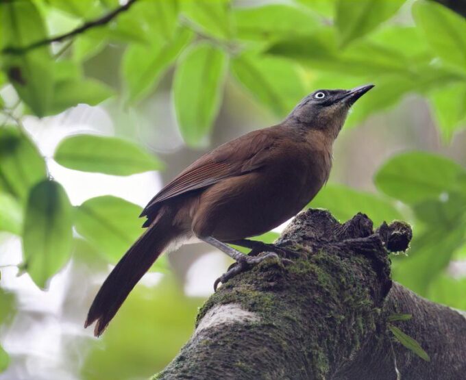 From Udawalawe:Sinharaja Rain Forest Private Day Tour - Tour Duration and Pricing