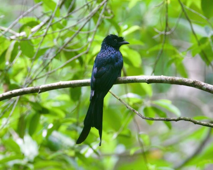 From Udawalawe:Sinharaja Rain Forest Private Day Tour - Tour Cancellation Policy