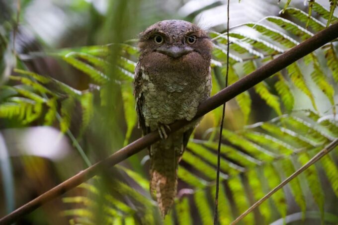 From Udawalawe:Sinharaja Rain Forest Private Day Tour - Frequently Asked Questions
