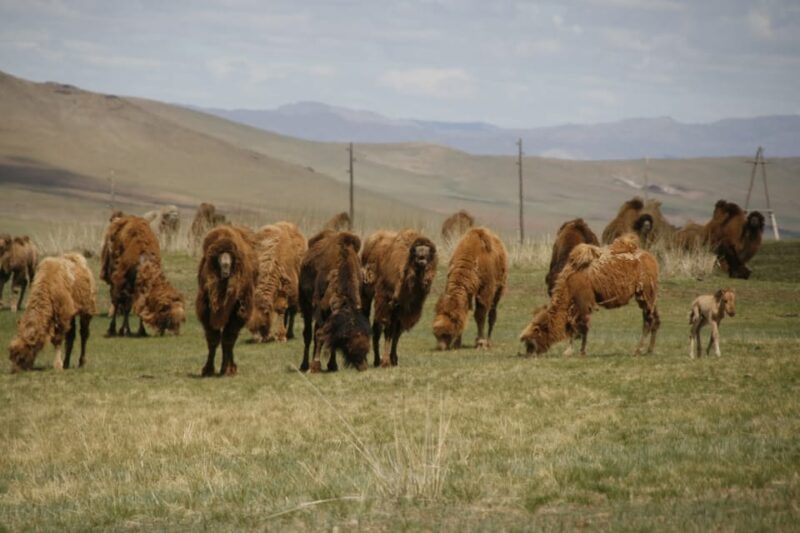 From Ulaanbaatar: Day Trip to Hustai National Park - Itinerary and Activities