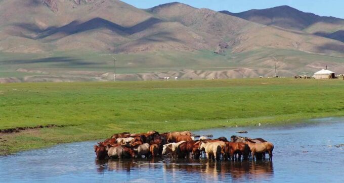 From Ulaanbaatar: Day Trip to Hustai National Park - Customer Feedback and Ratings