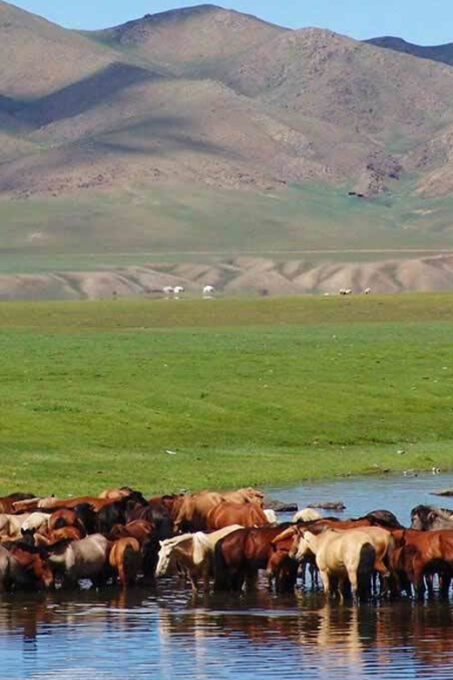 From Ulaanbaatar: Day Trip to Hustai National Park - Frequently Asked Questions