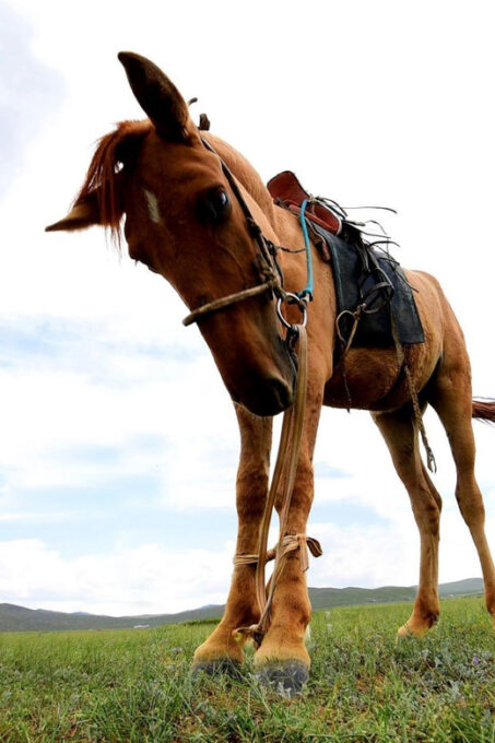 From Ulaanbaatar: UNESCO Bogd Khan Mountain & Monastery - Booking and Cancellation Policy