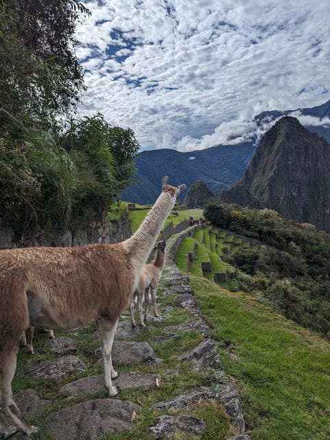 From Urubamba & Ollantaytambo: MachuPicchu Full Day| PRIVATE - Private Tour With Guide