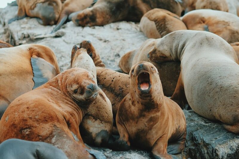From Ushuaia: Beagle Channel Catamaran Tour - Key Points