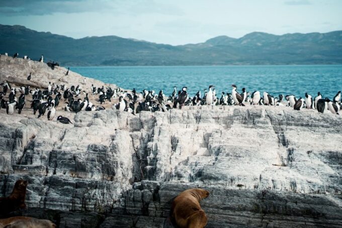 From Ushuaia: Beagle Channel Catamaran Tour - Frequently Asked Questions