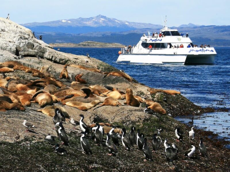 From Ushuaia: Beagle Channel Yacht Sailing Tour - What to Expect on the Tour