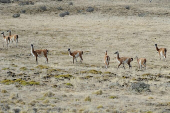 From Ushuaia: Tolhuin and Cape San Pablo Private Tour - Language Options