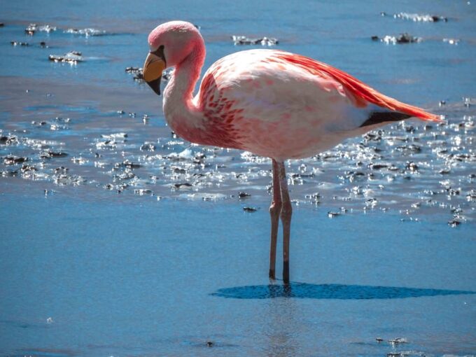 From Uyuni: 3Day Tour - Salt Flats - Finishing in San Pedro - Inclusions and Fees