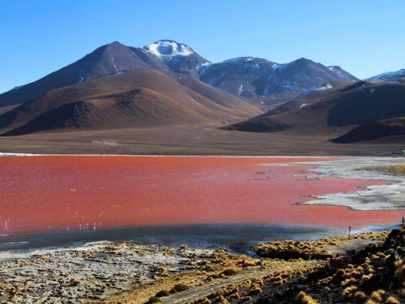 From Uyuni: Geyser and Uyuni Salt Flats 3-Days | Flamingos | - Itinerary Highlights