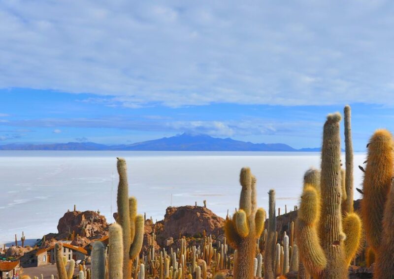 From Uyuni: Geyser and Uyuni Salt Flats 3-Days | Flamingos | - Customer Experience