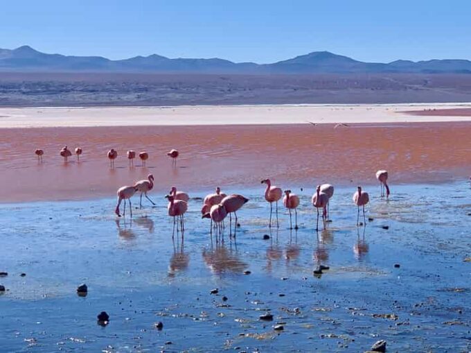 From Uyuni: Laguna Colorada and Salar De Uyuni 3-Day Tour - Tour Logistics