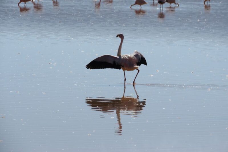From Uyuni: Private Day Trip Laguna Colorada. - Inclusions and Exclusions