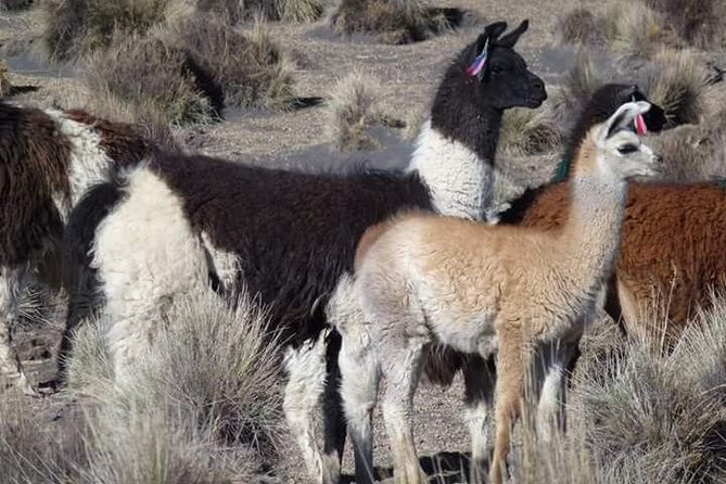 From Uyuni: Private Transfer to Potosi - Sucre - Pickup and Drop-off Details