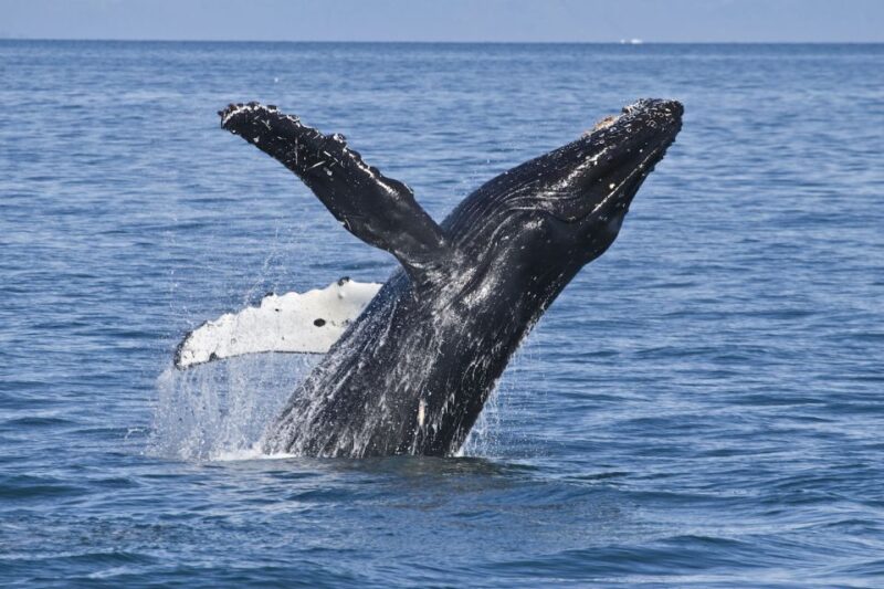 From Valdez: 7.5-hour Meares Glacier & Wildlife Cruise - Recommended Items for Participants