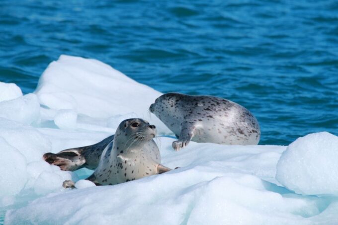 From Valdez: 7.5-hour Meares Glacier & Wildlife Cruise - Customer Ratings and Reviews