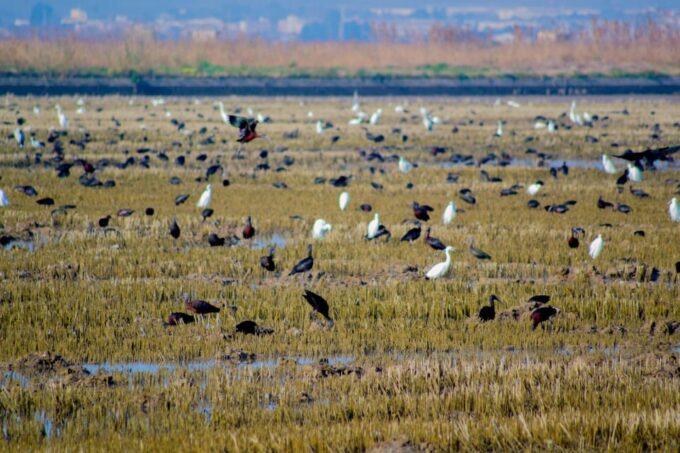 From Valencia: Albufera Day Trip With Boat Tour and Transfer - What to Bring and Know