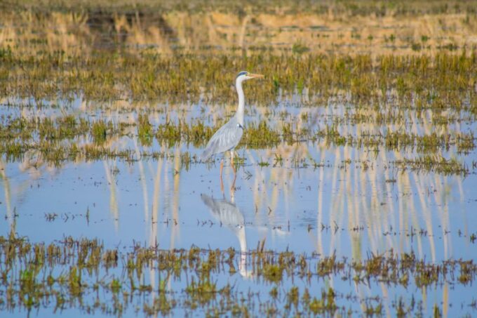 From Valencia: Albufera Day Trip With Boat Tour and Transfer - Accessibility and Additional Information