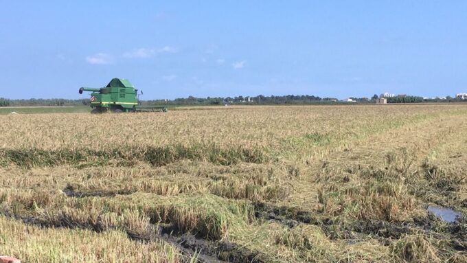 From Valencia: Albufera Day Trip With Boat Tour and Transfer - Frequently Asked Questions
