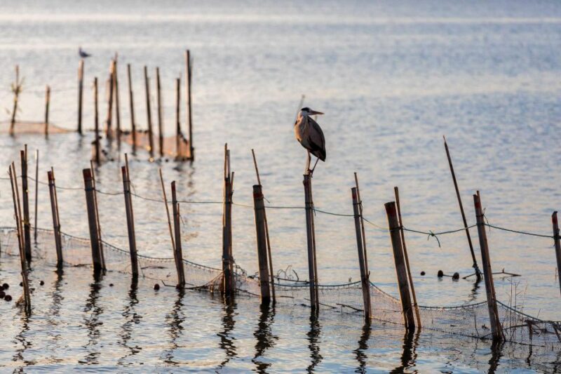 From Valencia: Albufera Natural Park With Sunset Boat Tour - Customer Feedback