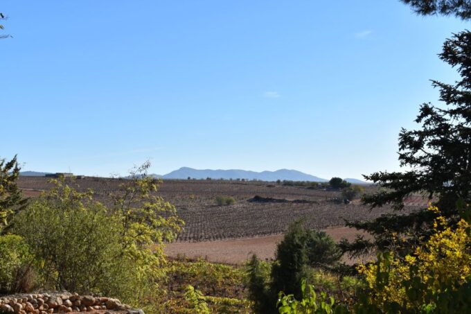 From Valencia: Guided Cheese Factory Tour With Wine Tasting - Vineyards and Wine Production