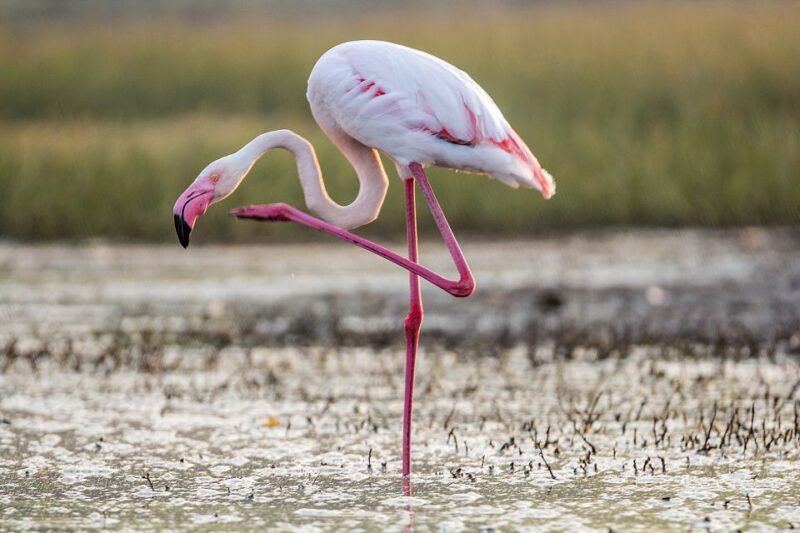 From Valencia: Private Albufera Van Tour With Boat Ride - Albufera Natural Park and Lagoon