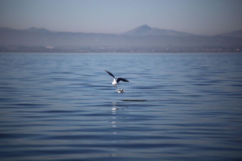 From Valencia: Private Albufera Van Tour With Boat Ride - Frequently Asked Questions