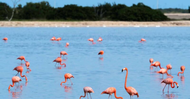 From Valladolid: Rio Lagartos and Ek Balam Day Trip - Highlights and Experiences