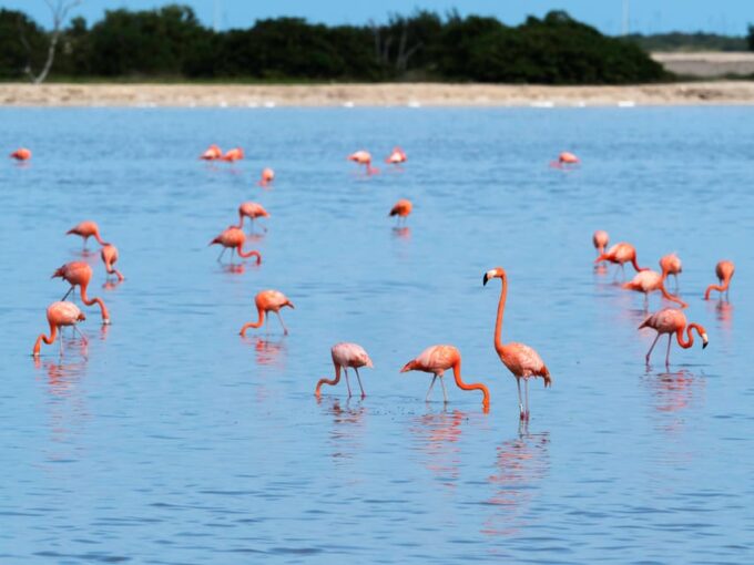 From Valladolid: Rio Lagartos and Ek Balam Day Trip - Frequently Asked Questions